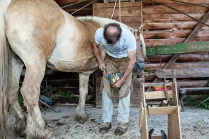 Heavy: Blacksmith working on Trait Comtois horse - France