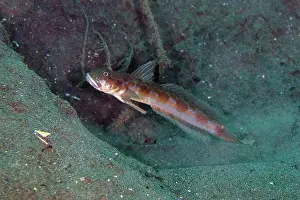 January: Blackspot Mudgoby