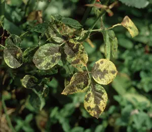 Chlorosis: Blackspot on Rose