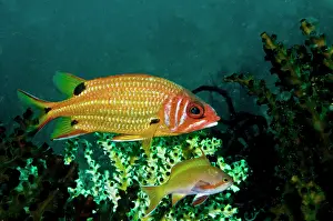 Pseudanthias: Blackspot Squirrelfish and Threadfin Anthias (Pseudanthias