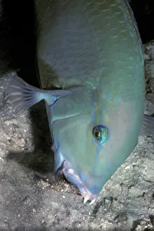 Wrasses: Blackspot Tuskfish / Green Wrasse - foraging