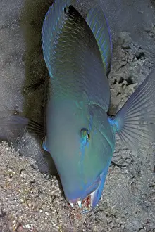 Wrasses: Blackspot Tuskfish / Green Wrasse - foraging. Unusual