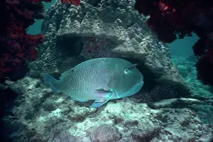 Wrasses: Blackspot Tuskfish / Green Wrasse TUSKFISH