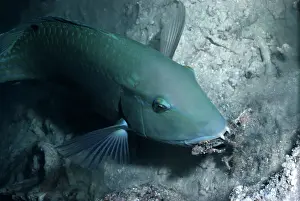 Wrasses: Blackspot tuskfish / Green Wrasse - This wrasse