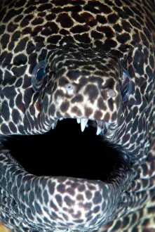 Painful: Blackspotted Moray