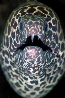 Moray: Blackspotted Moray
