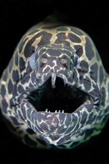 Moray: Blackspotted Moray
