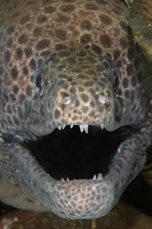 Moray: Blackspotted Moray
