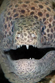 Moray: Blackspotted Moray