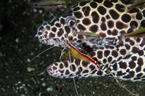 Moray: Blackspotted Moray being cleaned by Hump-back Cleaner Shrimp