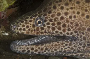 Eels: Blackspotted Moray - Juvenile with Clear Cleaner