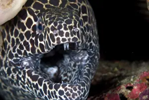 Eels: Blackspotted Moray with open mouth showing teeth