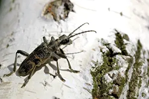 Blackspotted: Blackspotted pliers support beetle, adult, on birch-bark