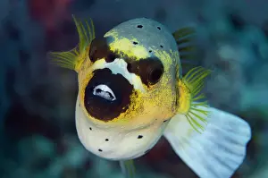 Ampat: Blackspotted Puffer