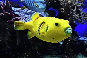 Arothron: Blackspotted puffer (Arothron nigropunctatus), rare