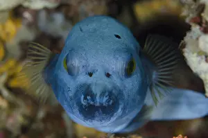 Jemeluk: Blackspotted Puffer - Jemeluk dive site, Amed, Bali