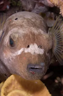 Flores: Blackspotted Puffer - with parasite on lip