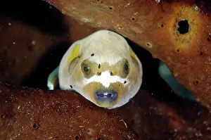 Sponge: Blackspotted Puffer - in Sponge (Porifera Phylum)