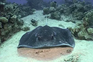Stingray: Blackspotted stingray (Taeniura meyeni) on the seabed