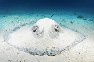 Blackspotted stingray or (Taeniura meyeni) or (Taeniurops