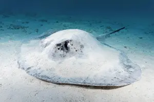 Stingray: Blackspotted stingray or (Taeniura meyeni) or (Taeniurops