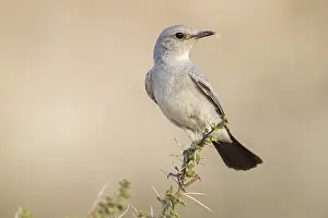 Oman: Blackstart, (Cercomela melanura), Grey Chat, Ayn