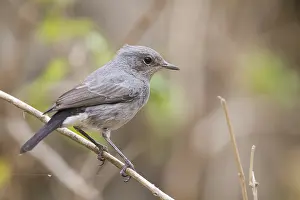 Oman: Blackstart - Schwarzschwanz - Cercomela melanura ssp