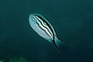 Angelfishes: Blackstriped Angelfish
