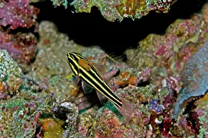 Lice: Blackstriped Cardinalfish with Fish Lice (Family