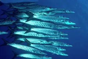 Barracudas: Blacktail BARRACUDA