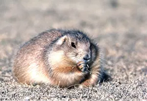 Blacktail: BLACKTAIL PRAIRIE DOG