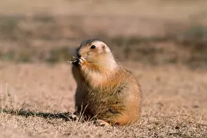 Cynomys: Blacktail PRAIRIE DOG - s/view