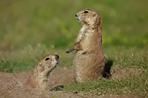 Blacktail: Blacktail Prairie Dog - standing on hind legs