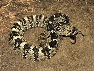 Blacktail: Blacktail Rattlesnake