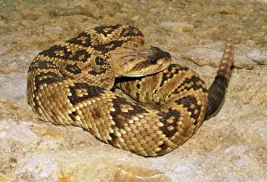 Rattlesnakes: Blacktail Rattlesnake