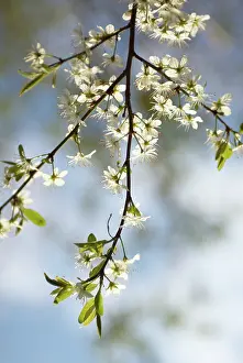 Sloe: Blackthorn