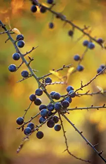 Sloe: Blackthorn