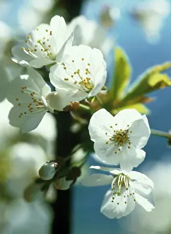 Sloe: Blackthorn