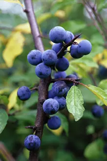 Sloe: Blackthorn
