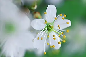 Sympathy: Blackthorn