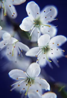 Sloe: Blackthorn