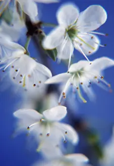 Sloe: Blackthorn
