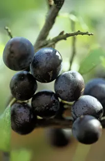 Sloe: Blackthorn