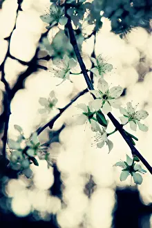 Dappled: Blackthorn
