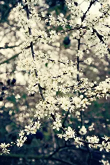 Dappled: Blackthorn