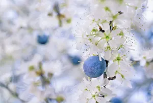 Radiant: Blackthorn