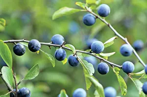Sloe: Blackthorn