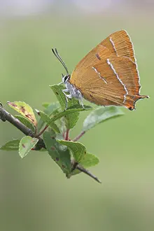 Spinosa: Blackthorn
