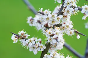 Spinosa: Blackthorn