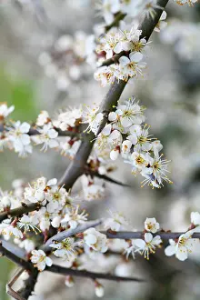 Spinosa: Blackthorn